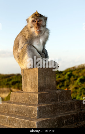 Scimmia macaco (Macaca), vicino alla pura Luhur Ulu Watu, Pura Luhur Sea Temple, meridionale di Bali, Bali, Indonesia, sud-est asiatico Foto Stock