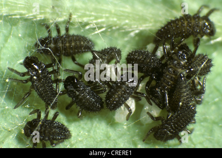 Sette spot Ladybird (Coccinella settempunctata) larve appena schiusa con ovuli Foto Stock