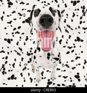 Dalmazia (Canis lupus f. familiaris), Dalmatiner seduto di fronte a sfondo con modelli Dalmatiner cercando silly Foto Stock