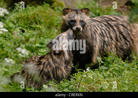 Cane procione (Nyctereutes procyonoides), Adulto con cucciolo, Germania Foto Stock