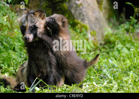 Cane procione (Nyctereutes procyonoides), Adulto con cucciolo, Germania Foto Stock