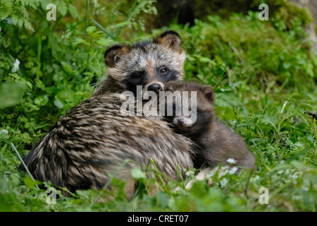 Cane procione (Nyctereutes procyonoides), Adulto con cucciolo, Germania Foto Stock