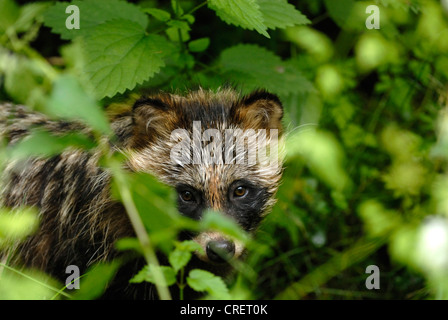 Cane procione (Nyctereutes procyonoides), nella lussureggiante vegetazione, Germania Foto Stock