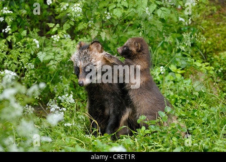 Cane procione (Nyctereutes procyonoides), con cucciolo, Germania Foto Stock