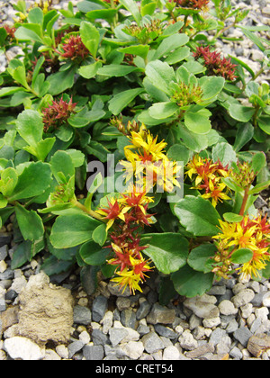 La Kamchatka Stonecrop (Sedum kamtschaticum), fioritura Foto Stock