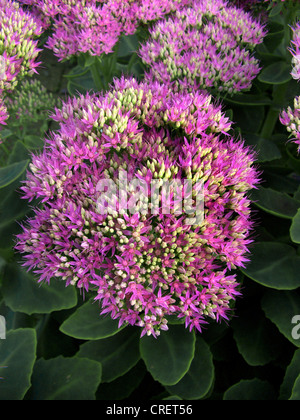 Impianto di ghiaccio (Sedum spectabile "brillanti", Sedum spectabile brillante, Sedum "brillanti", Sedum brillante, fioritura Foto Stock