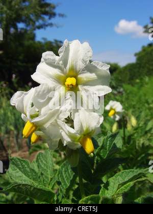 Patata (solanum tuberosum), fiori Foto Stock