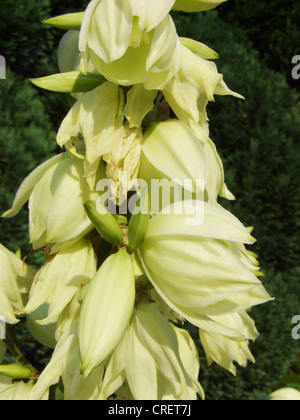 Adam's ago, debole-foglia di Yucca (Yucca filamentosa), fiori Foto Stock