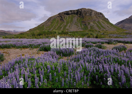 Lupino (Lupinus spec.), campo di lupini piantati per la lotta contro l'erosione del suolo presso Hamar, su Hamarsfjordur in Oriente fiordi regione orientale di Islanda Islanda Foto Stock