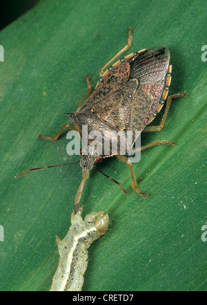 Spined soldier bug (Podisus maculiventris) alimentazione su un pomodoro moth caterpillar Foto Stock