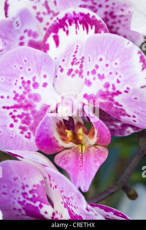 I Royal Botanical Gardens di Kew Surrey malva rosa Purple white orchid le orchidee fiorisce close up macro micro principessa di Galles Conservatorio Foto Stock