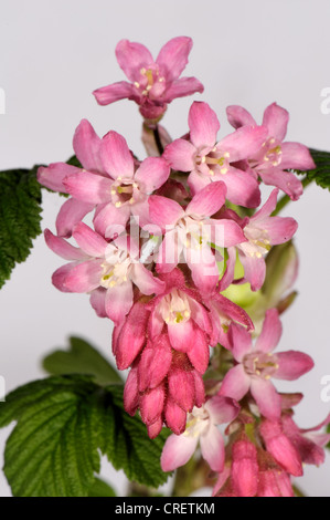 Fioritura di ribes (Ribes sanguineum) fiori contro il gruppo di studio sullo sfondo bianco Foto Stock