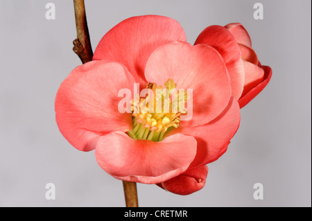 Chaenomeles japonica rosa/fiore rosso su sfondo bianco Foto Stock