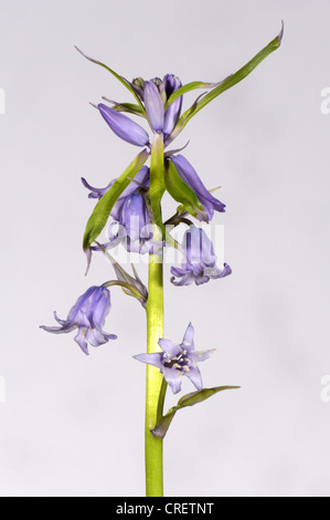 Uno dei vari bluebells ibrido, Hyacinthoides non scripta x hispanica flower spike da un piccolo legno Foto Stock