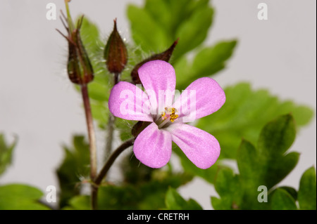 Flower, inizio seedpod e foglie di herb robert (Geranium robertianum) contro uno sfondo bianco Foto Stock