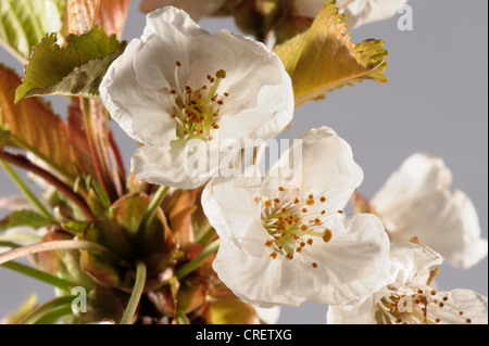 Cherry blossom backlit in studio against a white background Foto Stock