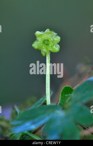 Moschatel adoxa moschatellina municipio Adoxaceae orologio perenne Foto Stock