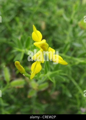 German greenweed (Genista germanica), fiorisce Foto Stock