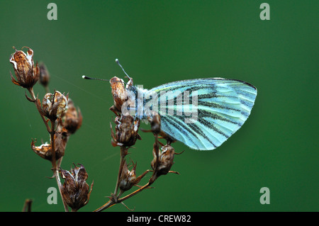 Verde-bianco venato farfalla insetto sarcococca invertebrato napi Foto Stock