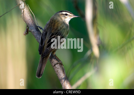 Sedge trillo (Acrocephalus schoenobaenus), sul ramo, Austria, Neusiedler See Foto Stock