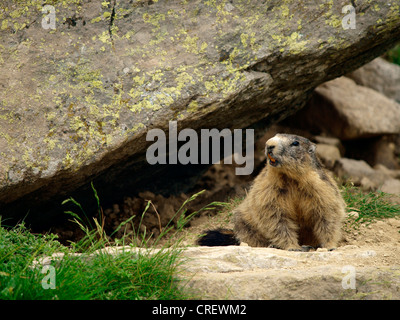 Alpine marmotta (Marmota marmota), sotto la roccia, l'Italia, Alpi, Parco naturale Alpi Marittime, Valdieri Foto Stock