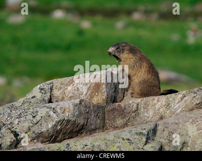 Alpine marmotta (Marmota marmota), sbadigli, Italia, Alpi, Parco naturale Alpi Marittime, Valdieri Foto Stock