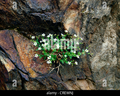 Rock campion (Silene rupestris), che cresce in una crepa di pietra, Francia, alpi marittime, il Parco Nazionale del Mercantour, Casterino Foto Stock