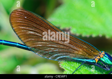 Close up di ala maschile di belle demoiselle a riposo. Dorset, Regno Unito Giugno 2012 Foto Stock