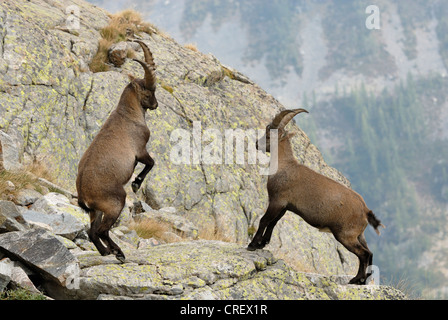 Stambecco delle Alpi (Capra ibex), due scontri bucks, Francia, alpi marittime, il Parco Nazionale del Mercantour Foto Stock