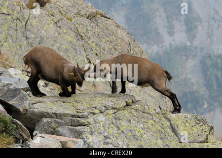 Stambecco delle Alpi (Capra ibex), due scontri bucks, Francia, alpi marittime, il Parco Nazionale del Mercantour Foto Stock