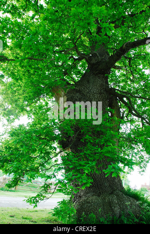 Un antico albero di quercia a Silton Dorset Regno Unito Foto Stock