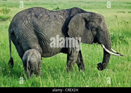 Elefante africano nella savana Masai Mara, Kenya, Africa orientale Foto Stock