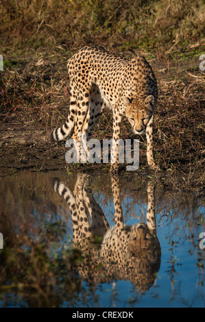 Cheetah guardando la riflessione in acqua Foto Stock