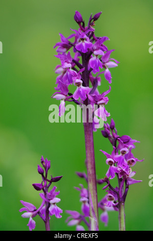 A pochi picchi di inizio purple orchid REGNO UNITO Foto Stock