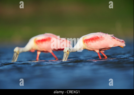 Roseate Spoonbill (Ajaia ajaja), adulti alimentazione, Dinero, Lago di Corpus Christi, South Texas, Stati Uniti d'America Foto Stock