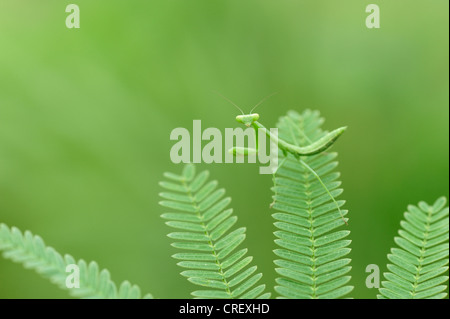 Mantide Religiosa (Mantis sp.), giovani camuffati, Dinero, Lago di Corpus Christi, South Texas, Stati Uniti d'America Foto Stock