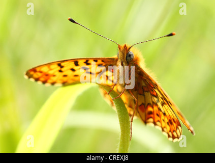 Pearl-Fritillary bordato in legno di Bentley, Wiltshire Foto Stock