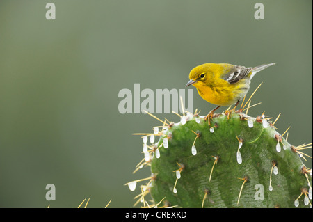 Trillo di pino (pinus Dendroica), maschio appollaiato su ghiaccio coperto Texas Ficodindia Cactus (Opuntia lindheimeri), Dinero, Texas Foto Stock