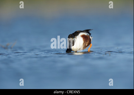 Northern mestolone (Anas clypeata), maschio alimentazione nel lago, Dinero, Lago di Corpus Christi, South Texas, Stati Uniti d'America Foto Stock