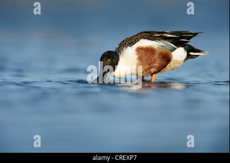 Northern mestolone (Anas clypeata), maschio alimentazione nel lago, Dinero, Lago di Corpus Christi, South Texas, Stati Uniti d'America Foto Stock