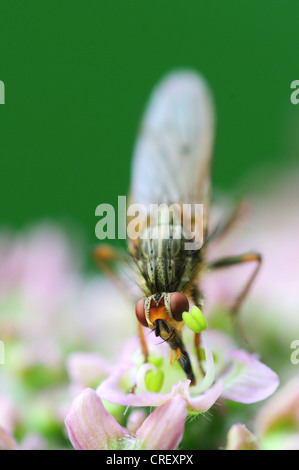 Un giallo-sterco fly REGNO UNITO Foto Stock