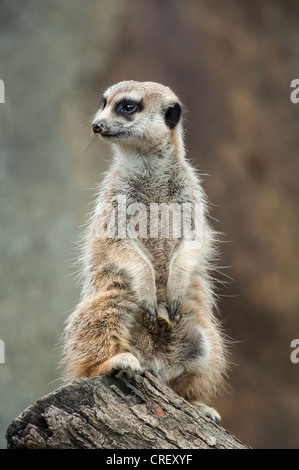 Meerkat montante sulla estremità di un log guardando a sinistra Foto Stock