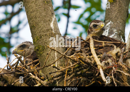 Eurasian poiana (Buteo buteo), due uccellini nel nido, Austria, Burgenland, Neusiedlersee NP Foto Stock