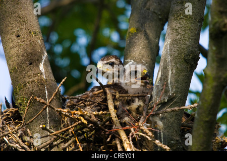 Eurasian poiana (Buteo buteo), due uccellini nel nido, Austria, Burgenland, Neusiedlersee NP Foto Stock