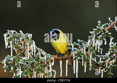 Green Jay (Cyanocorax yncas), Adulto appollaiato su superfici ghiacciate Agarita (Berberis trifoliolata) ramo, Dinero, Lago di Corpus Christi, Texas Foto Stock