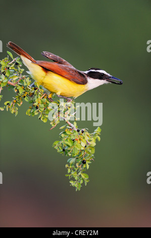 Grande Kiskadee (Pitangus sulfuratus), Adulto mangiando frutti di bosco, Dinero, Lago di Corpus Christi, South Texas, Stati Uniti d'America Foto Stock