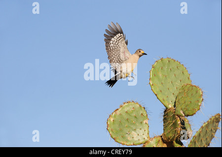 Golden-Picchio fronteggiata (Melanerpes aurifrons), femmina atterraggio sul Texas Ficodindia Cactus (Opuntia lindheimeri), Texas Foto Stock