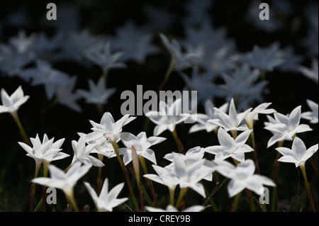 Sera pioggia Lily (Cooperia drummondii), fioritura, Dinero, Lago di Corpus Christi, South Texas, Stati Uniti d'America Foto Stock