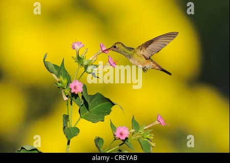 Buff-panciuto Hummingbird (Amazilia yucatanenensis), Adulto alimentazione in fiore, Dinero, Lago di Corpus Christi, South Texas, Stati Uniti d'America Foto Stock
