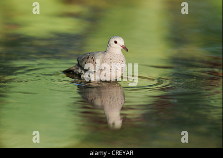 Comune (Ground-Dove Columbina passerina), Adulto, balneazione Dinero, Lago di Corpus Christi, South Texas, Stati Uniti d'America Foto Stock